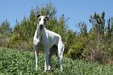 GREYHOUND 074